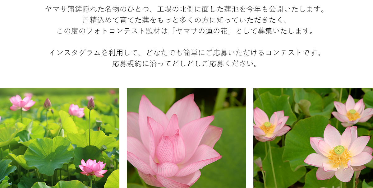 ヤマサ蓮の花 インスタグラムフォトコンテスト
