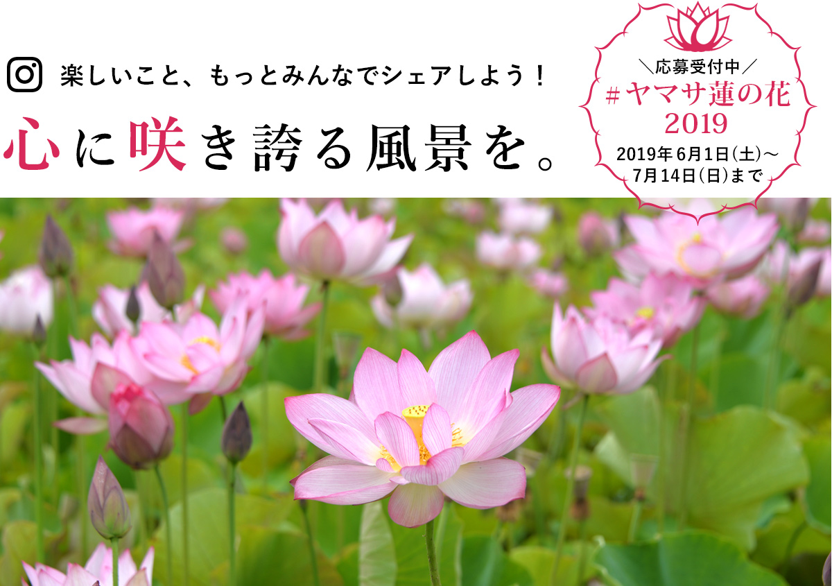 ヤマサ蓮の花 インスタグラムフォトコンテスト