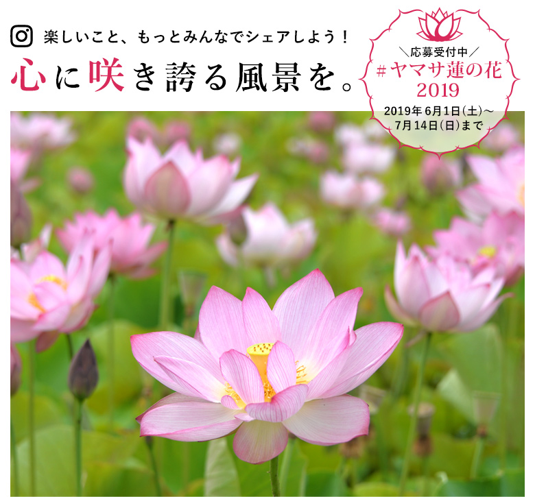 ヤマサ蒲鉾株式会社 ヤマサ蓮の花フォトコンテスト