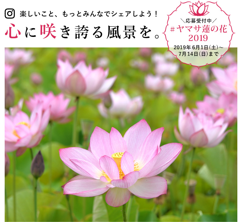ヤマサ蓮の花 インスタグラムフォトコンテスト