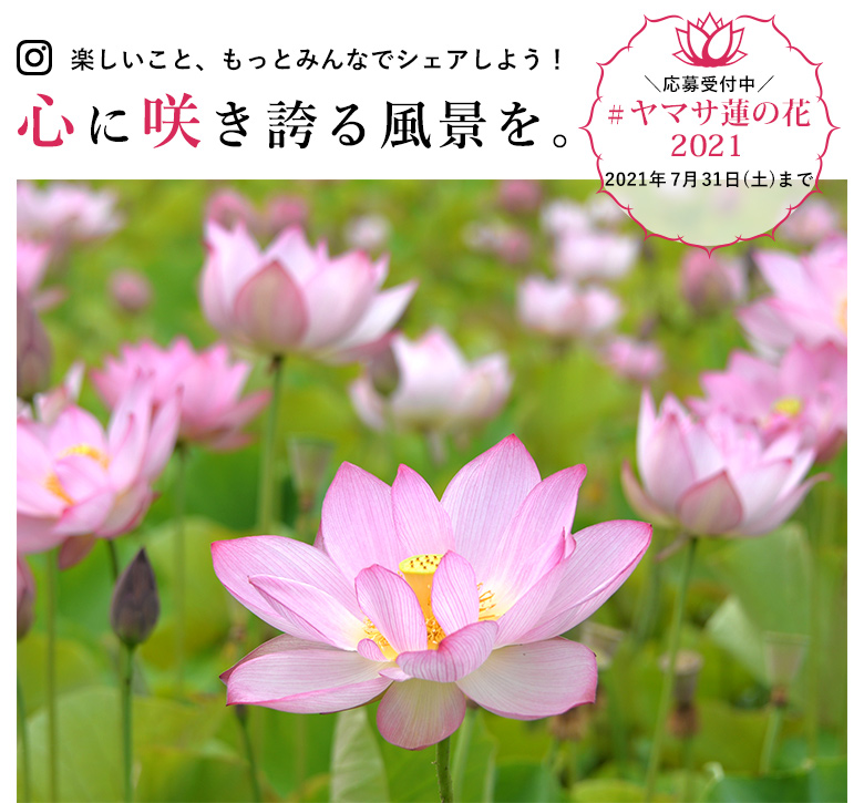 ヤマサ蒲鉾株式会社 ヤマサ蓮の花フォトコンテスト