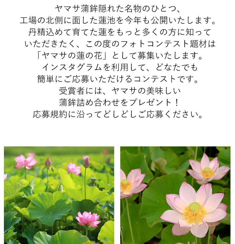 ヤマサ蓮の花 インスタグラムフォトコンテスト