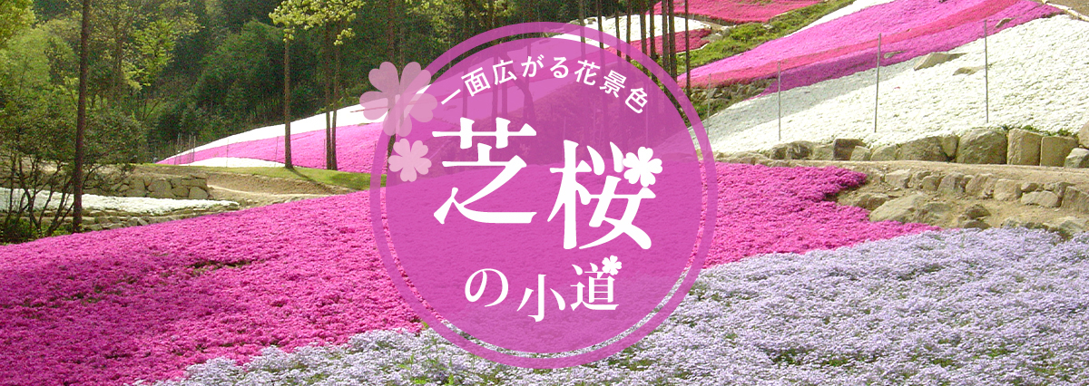 ヤマサ蒲鉾株式会社 芝桜の小道