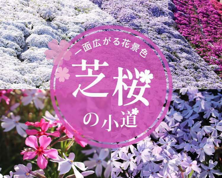ヤマサ蒲鉾株式会社 芝桜の小道
