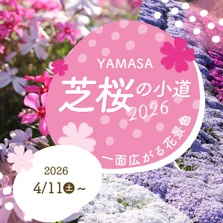 ヤマサ蒲鉾株式会社 芝桜の小道