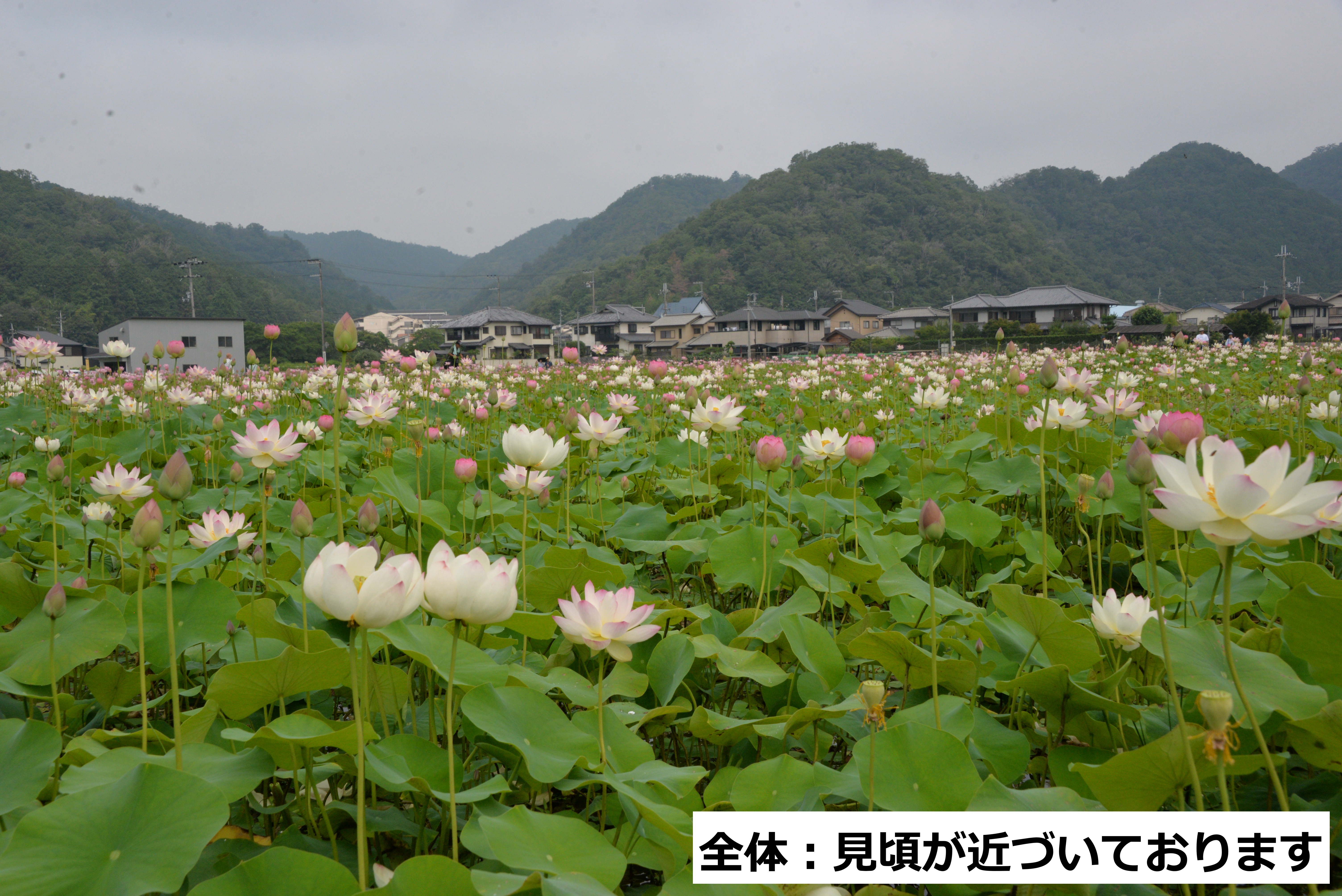 全体写真