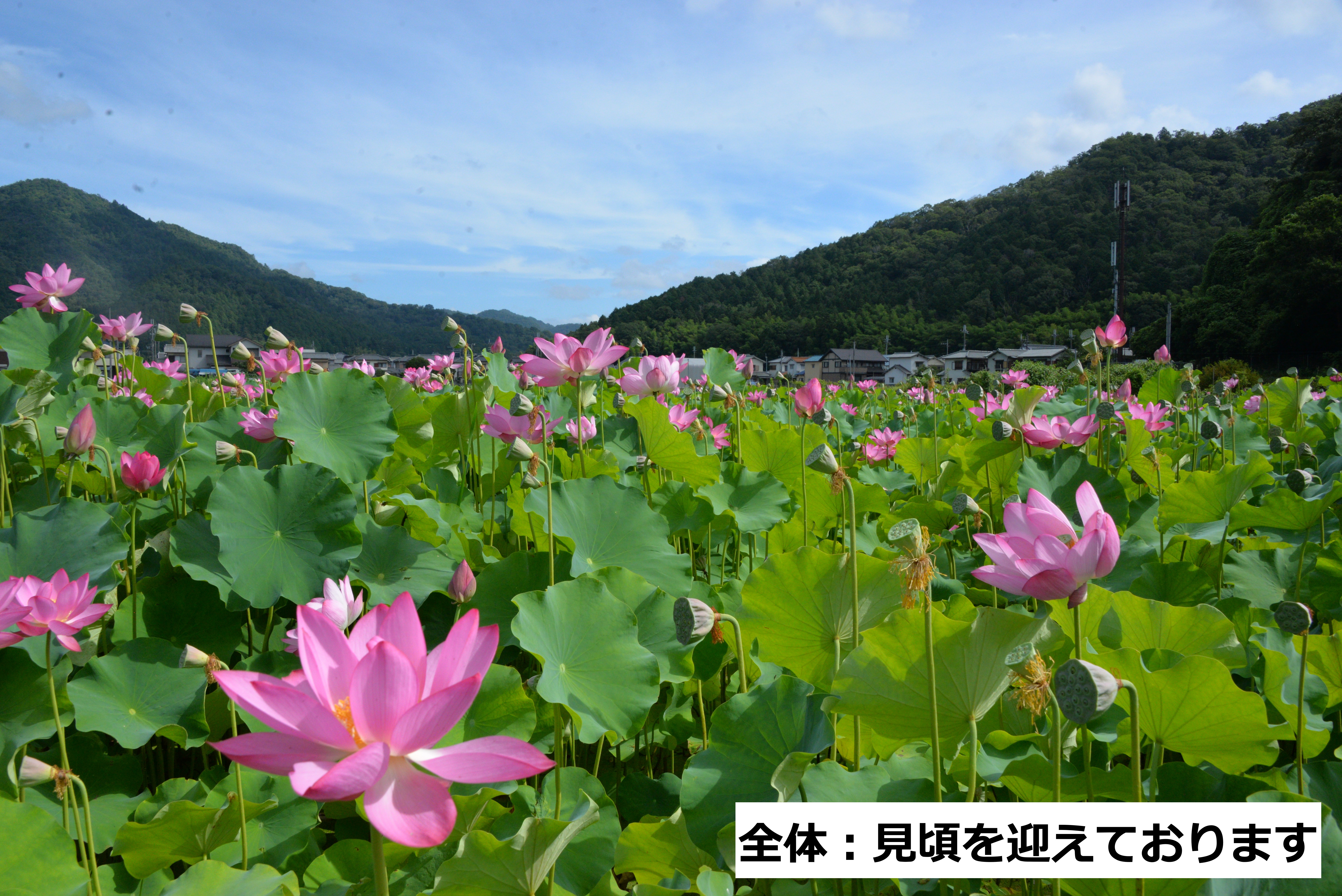 全体写真