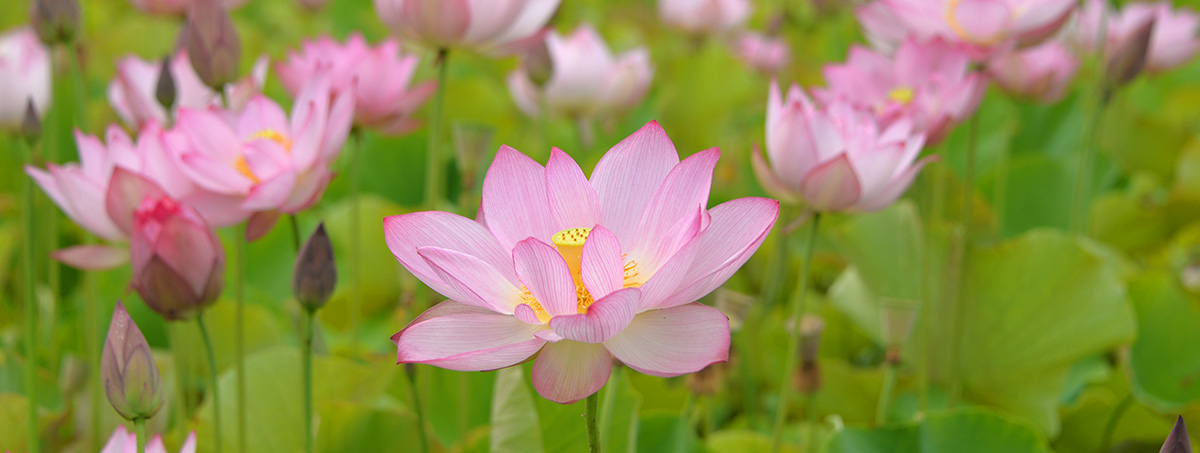 ヤマサ蒲鉾株式会社 蓮の花苑