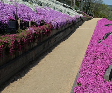 ヤマサ蒲鉾株式会社 芝桜の小道 ギャラリー