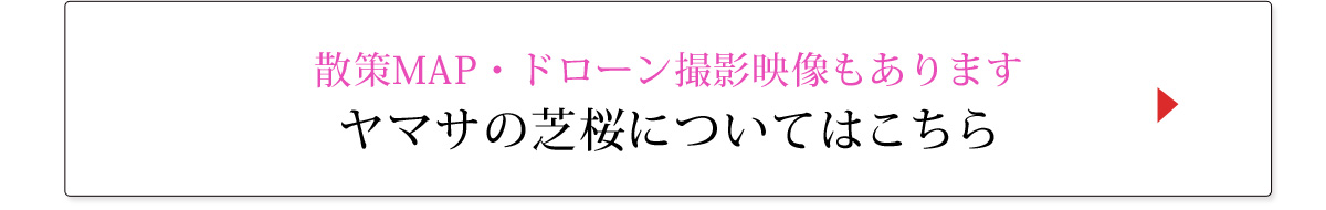 ヤマサ芝桜 インスタグラムフォトコンテスト