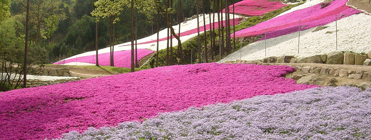 芝桜の小道 ヤマサ蒲鉾株式会社