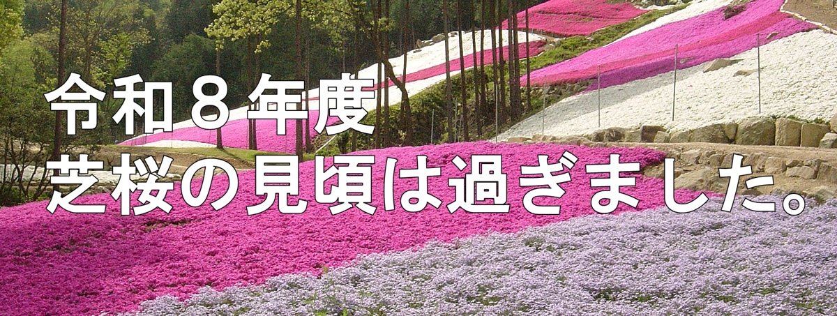 ヤマサ蒲鉾株式会社 芝桜の小道