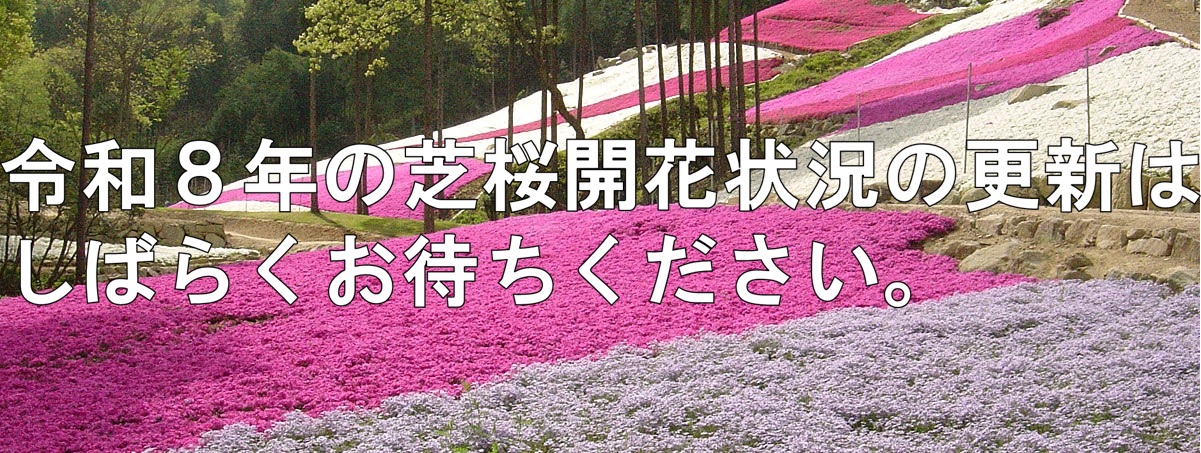 ヤマサ蒲鉾株式会社 芝桜の小道